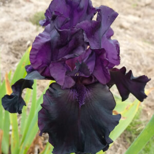 Black Phantom