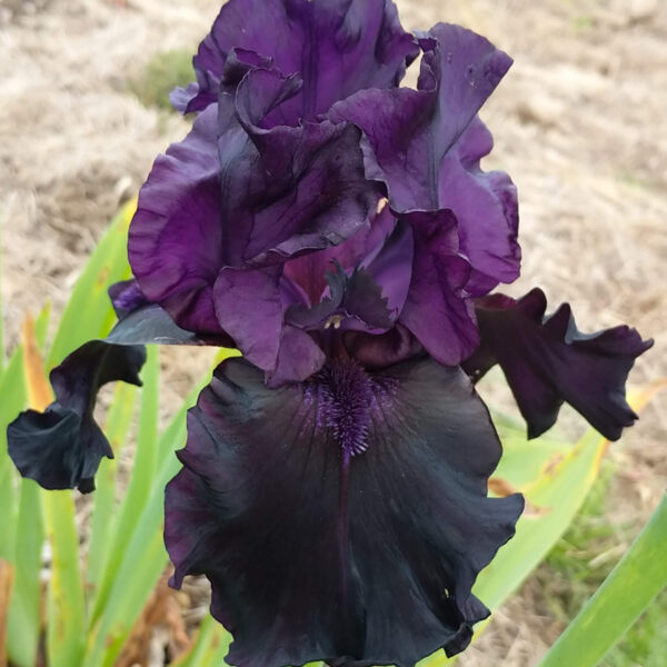 Black Phantom