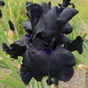 Black Suited