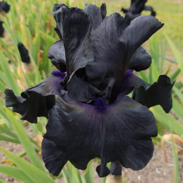 Black Suited