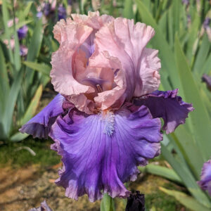 Florentine Silk