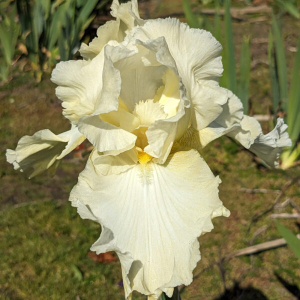 Dreaming in Cream