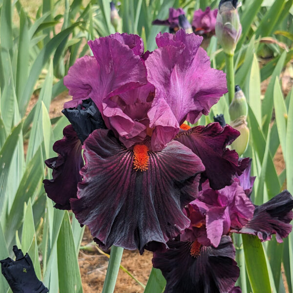 Fiery Temper