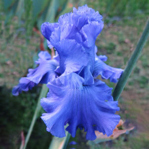 Blue View
