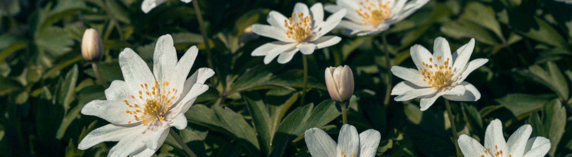 Anemone nemerosa ´White Form´