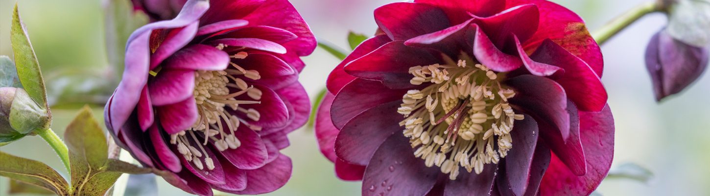 HEllebores1