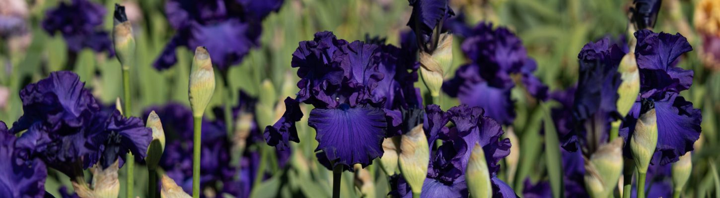 Iris dusky challenger