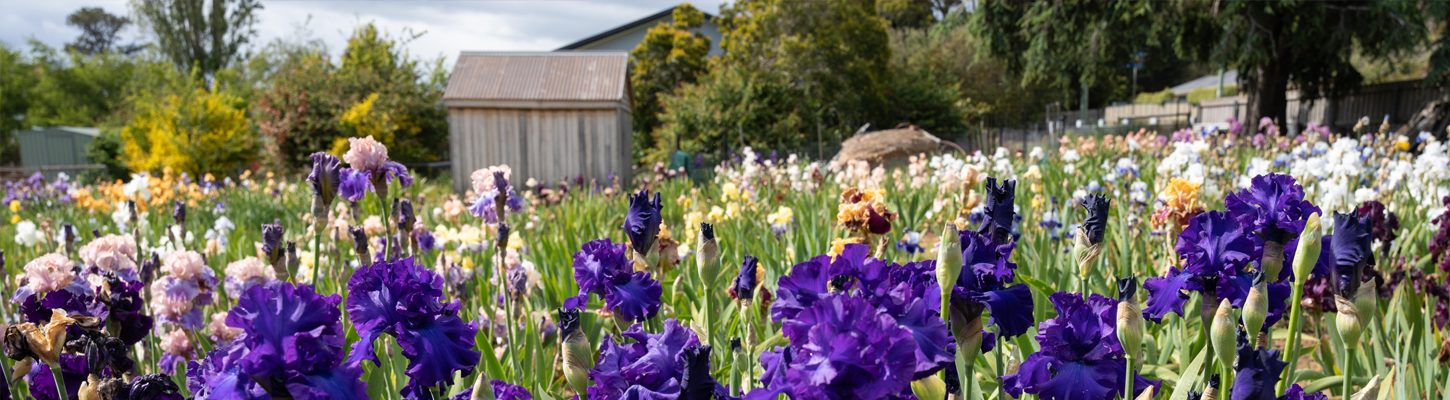 Iris_Shed